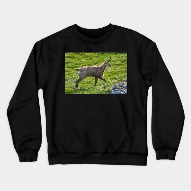 A male mountain goat in the early summer on a pasture Crewneck Sweatshirt by naturalis